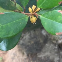 Palaquium zeylanicum Verdc.